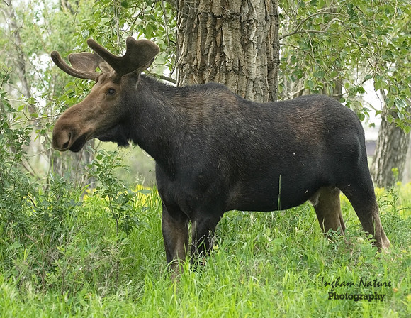 Moose - Male