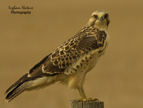 Hawk - Swainson's