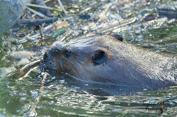 Beaver