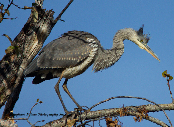 Great Blue Heron