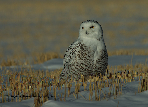Snowy Owl