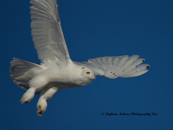 Snowy Owl