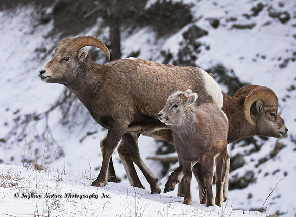 Rocky Mountain Sheep - Female, Juvenile, Male