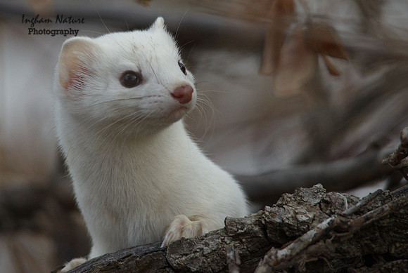 Weasel - Short Tailed