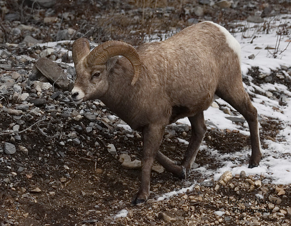 Rocky Mountain Sheep - Ram