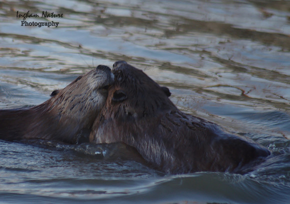 Beaver Dance