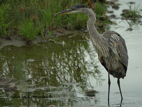 Great Blue Heron - Juvenile