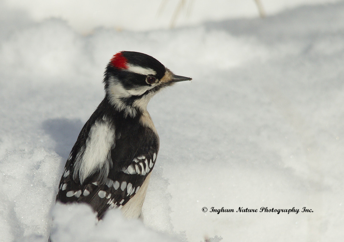 Downy Woodpecker - Male