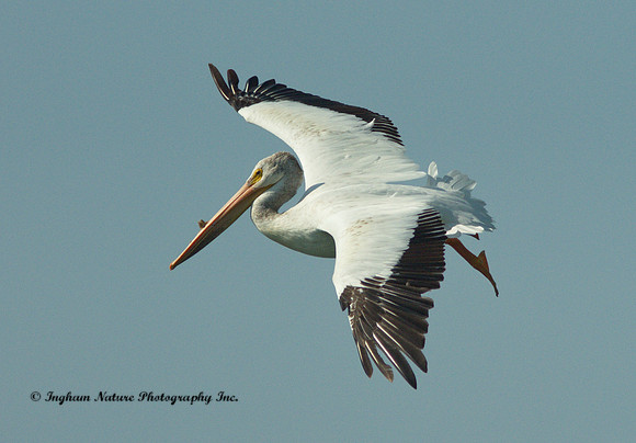 American White Breeding Adult