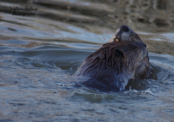 Beaver Dance