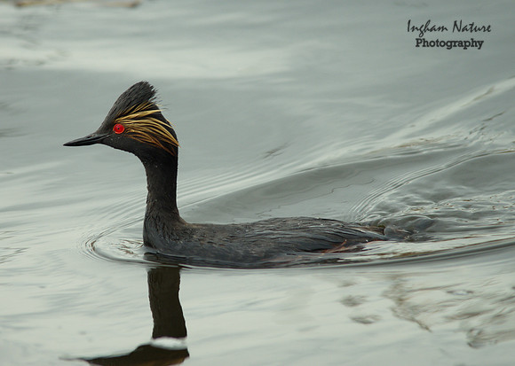 Eared Grebe
