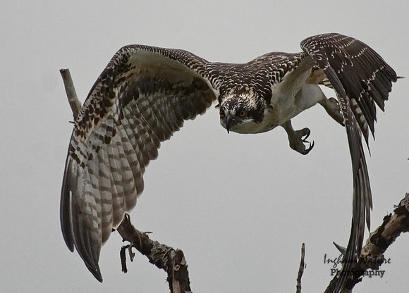 Osprey - Juvenile