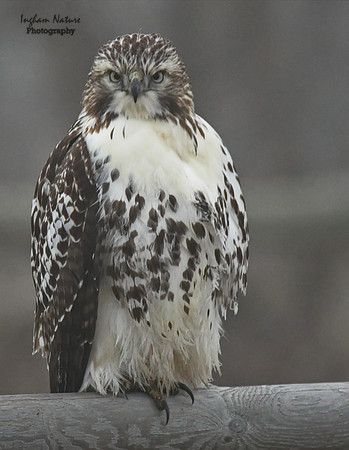 Hawk