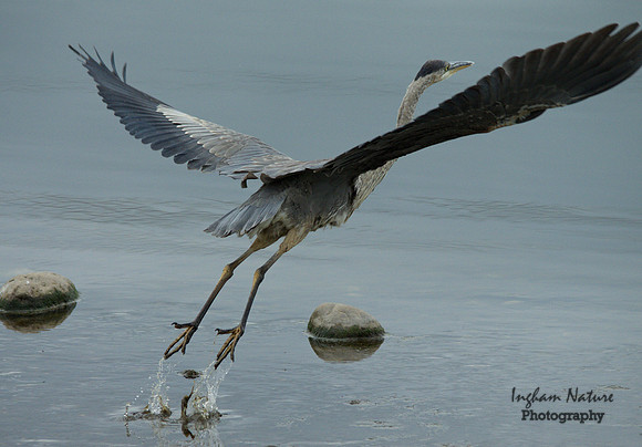 Great Blue Heron - Juvenile