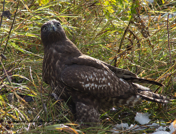 Red Tail Hawk - Juvenile