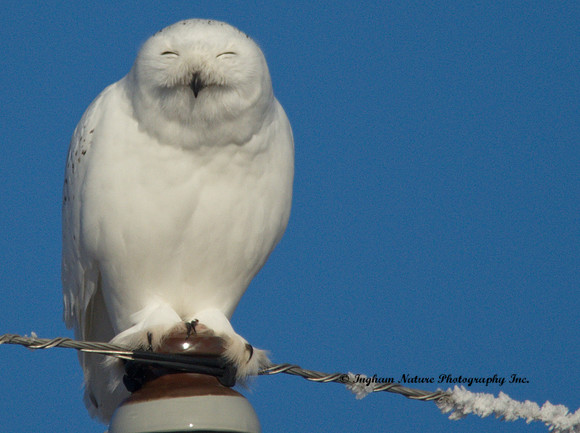 Snowy Owl