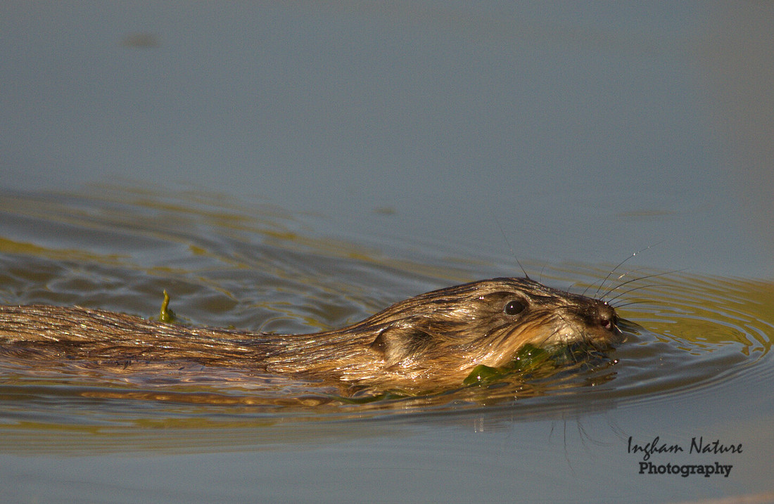 Muskrat