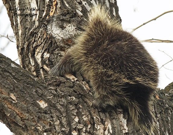 Porcupine - North American
