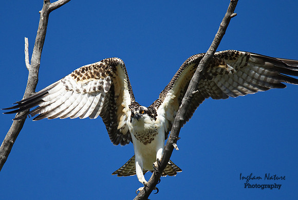 Osprey - Juvenile