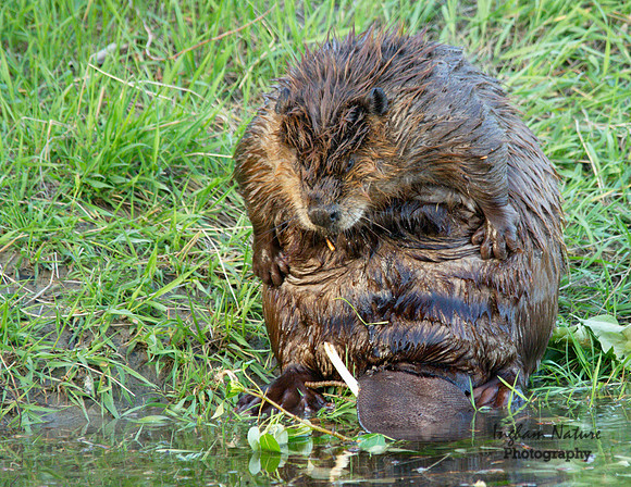 Beaver - Male
