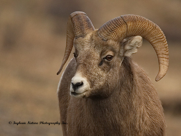 Rocky Mountain Sheep -