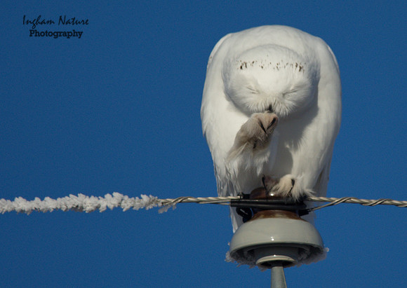 Snowy Owl
