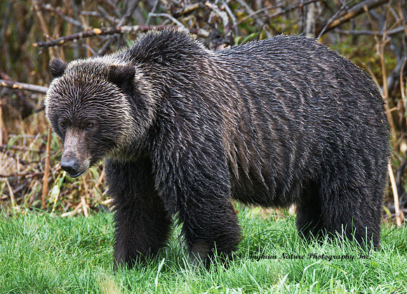 Grizzly Bear - Adult
