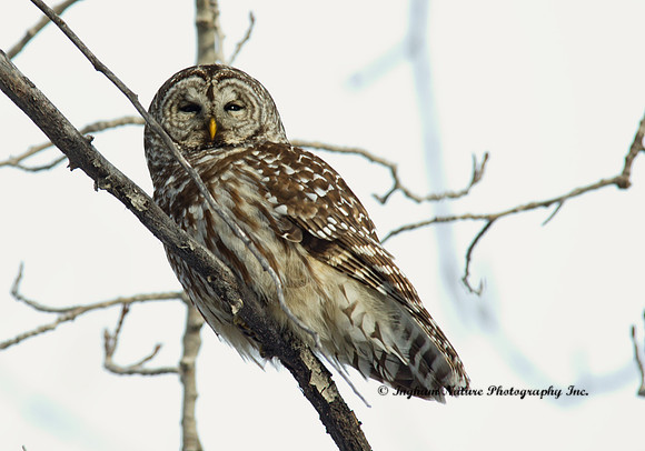Barred Owl