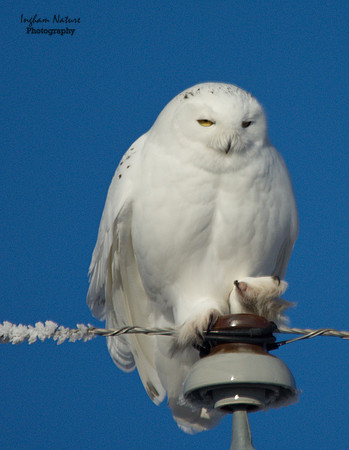 Snowy Owl